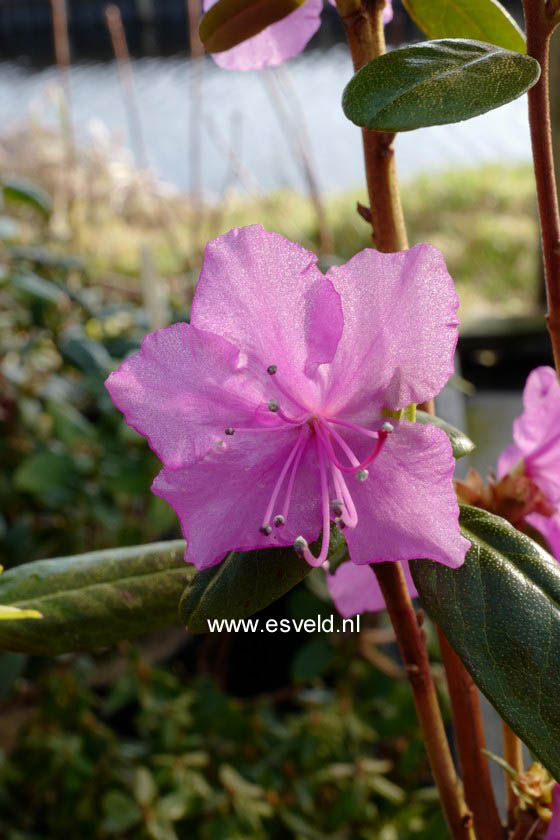Rhododendron mucronulatum