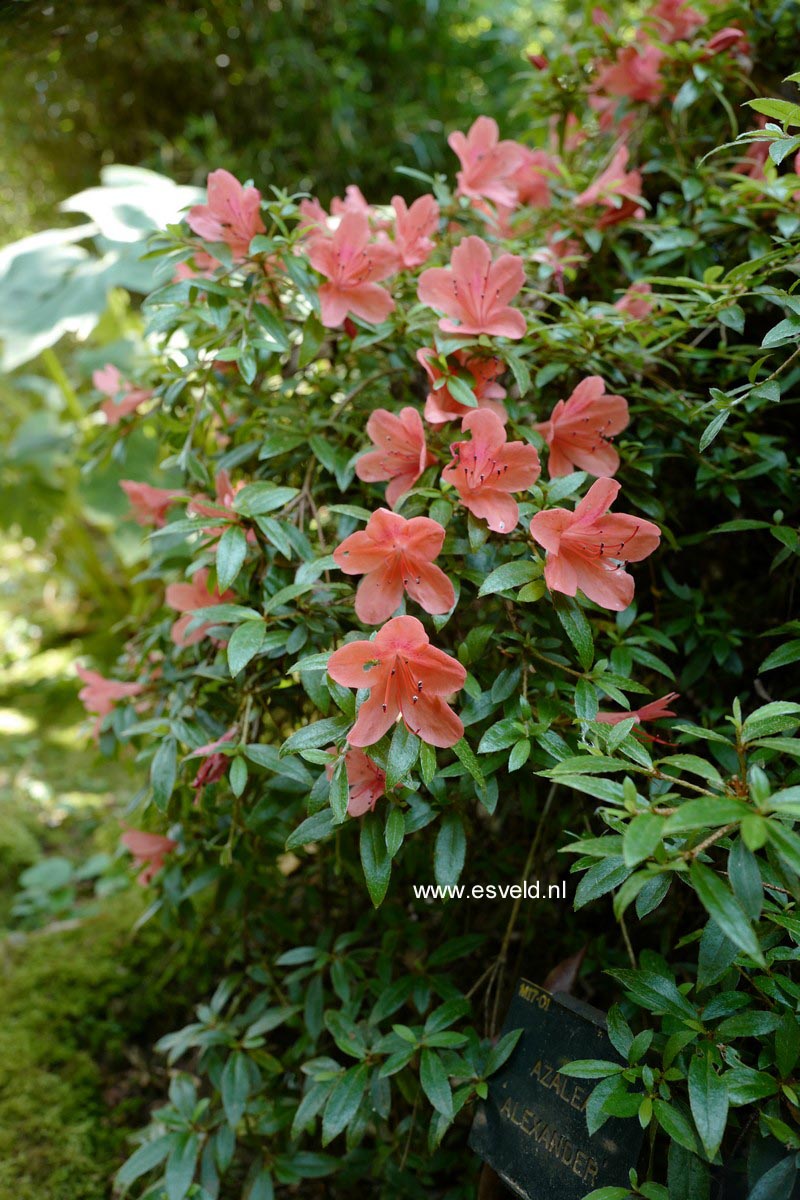 Rhododendron nakaharae 'Alexander'