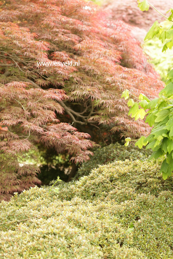 Rhododendron nakaharae
