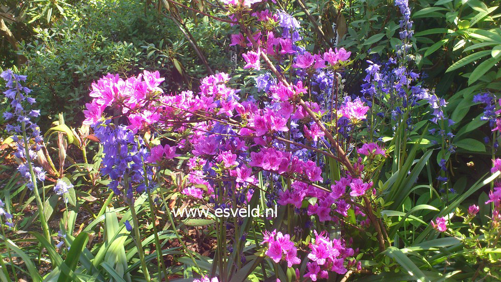 Rhododendron noriakianum
