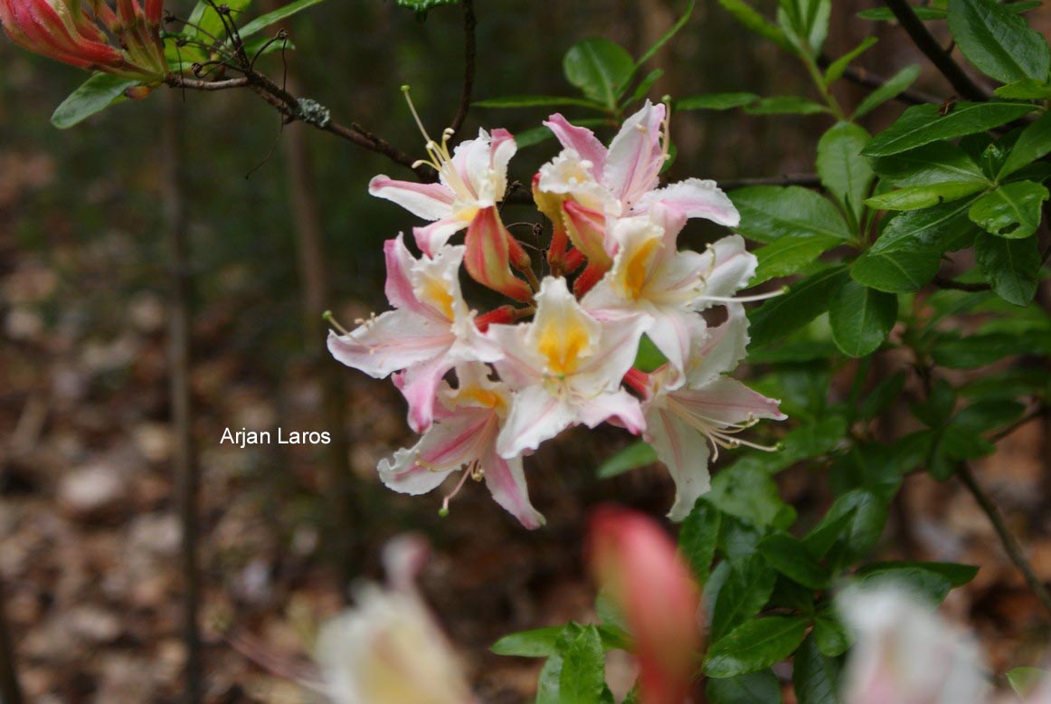 Rhododendron occidentale