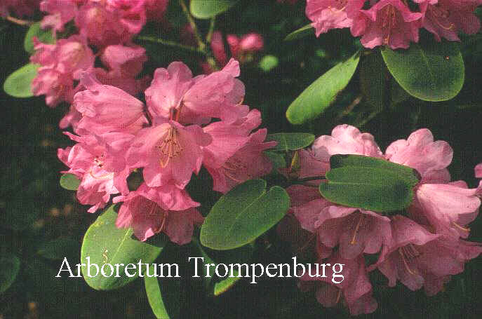 Rhododendron orbiculare