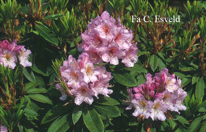 Rhododendron oreodoxa fargesii