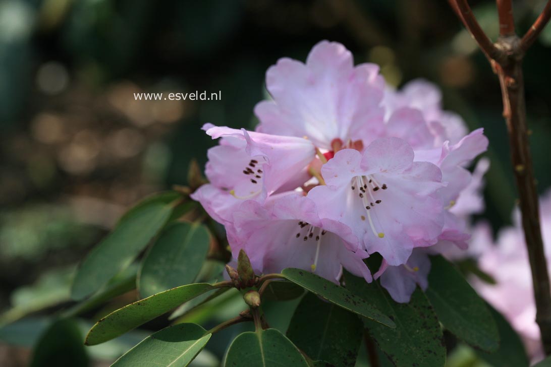 Rhododendron oreodoxa