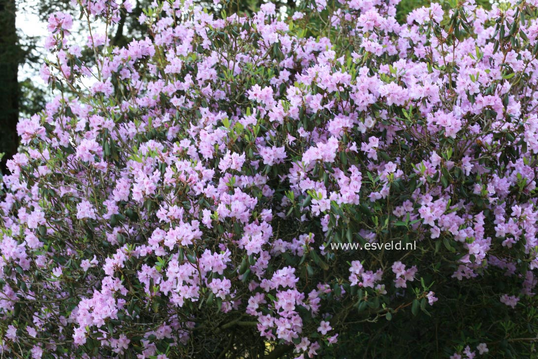 Rhododendron oreotrephes