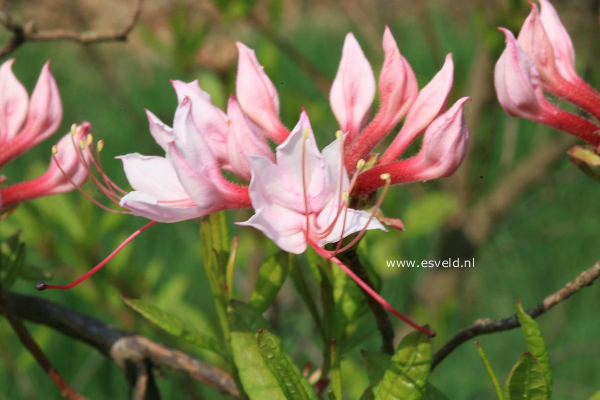 Rhododendron periclymenoides