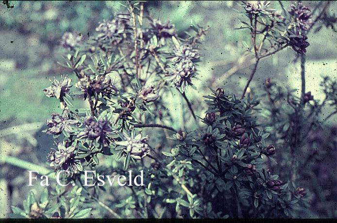 Rhododendron polycladum