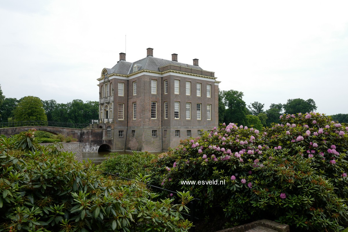 Rhododendron ponticum 'Roseum'