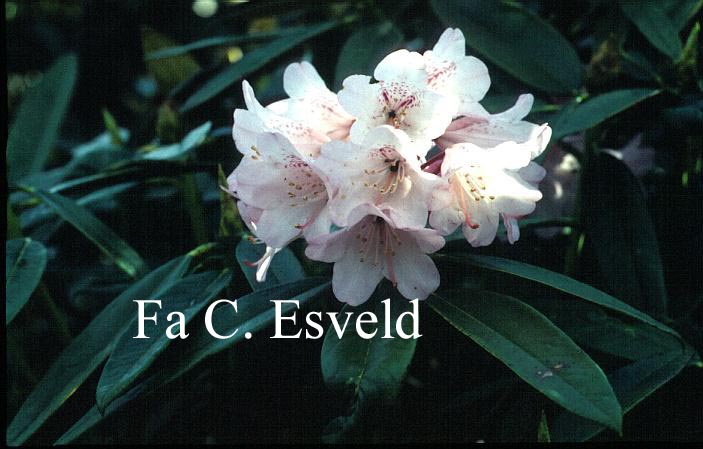 Rhododendron principis