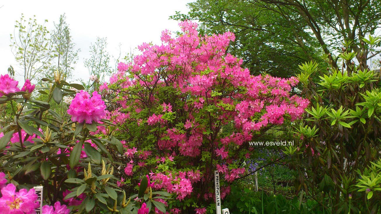 Rhododendron prinophyllum
