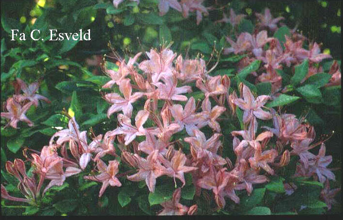 Rhododendron prunifolium