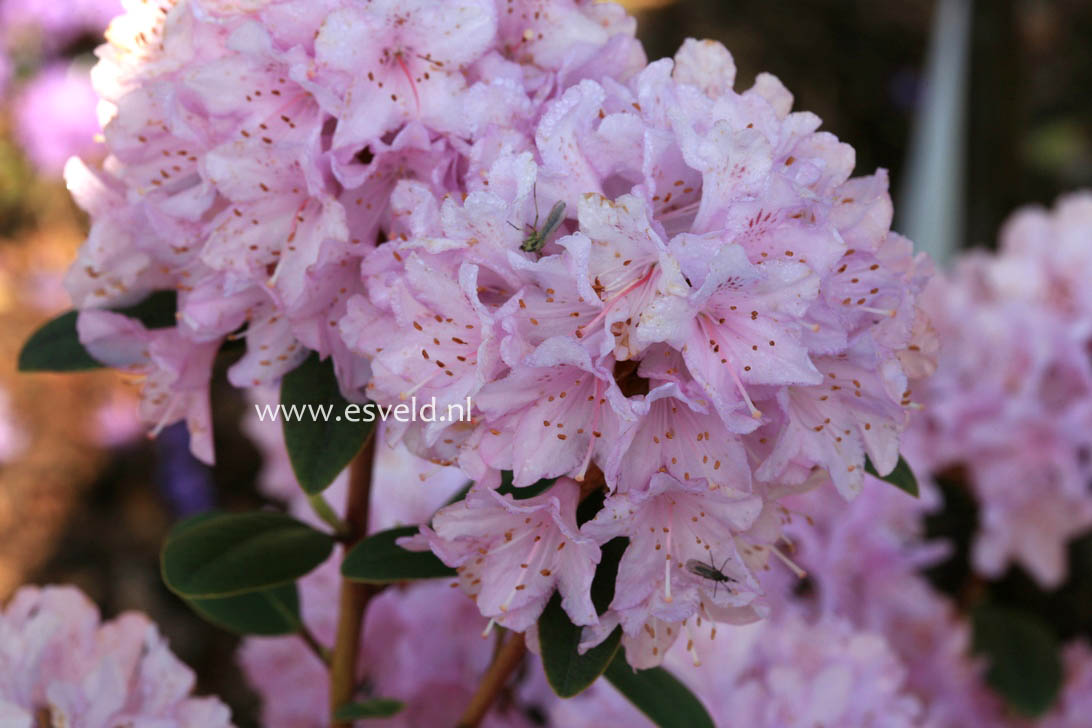 Rhododendron racemosum 'Pink Pompon'