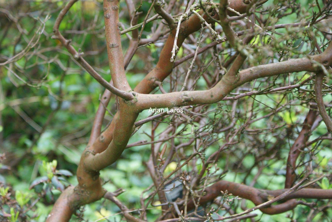 Rhododendron racemosum