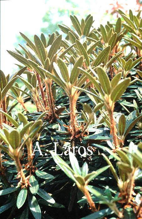 Rhododendron recurvoides