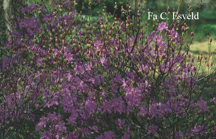 Rhododendron reticulatum