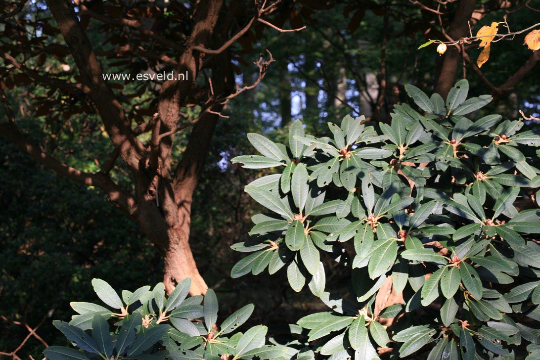 Rhododendron rex