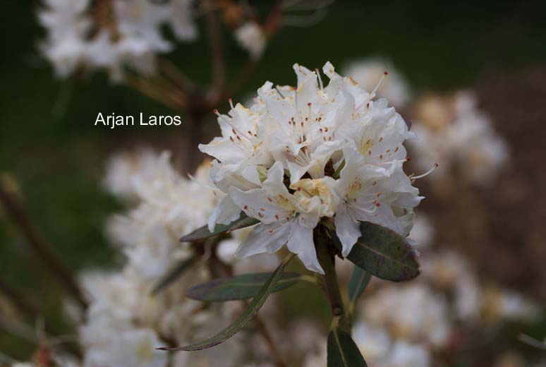 Rhododendron rigidum 'Album'
