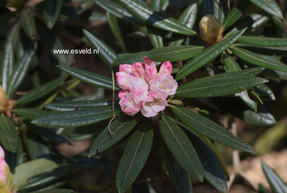 Rhododendron roxieanum