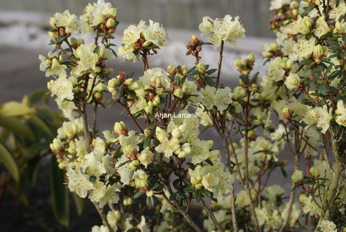 Rhododendron rupicola chryseum