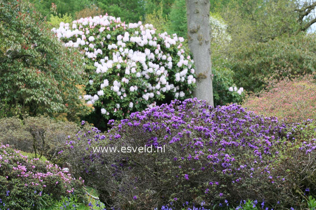 Rhododendron russatum
