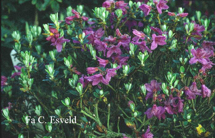 Rhododendron saluenense chameunum