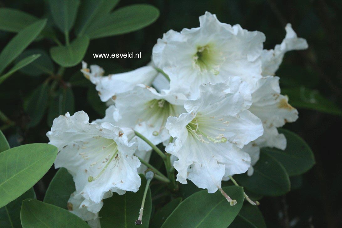 Rhododendron serotinum