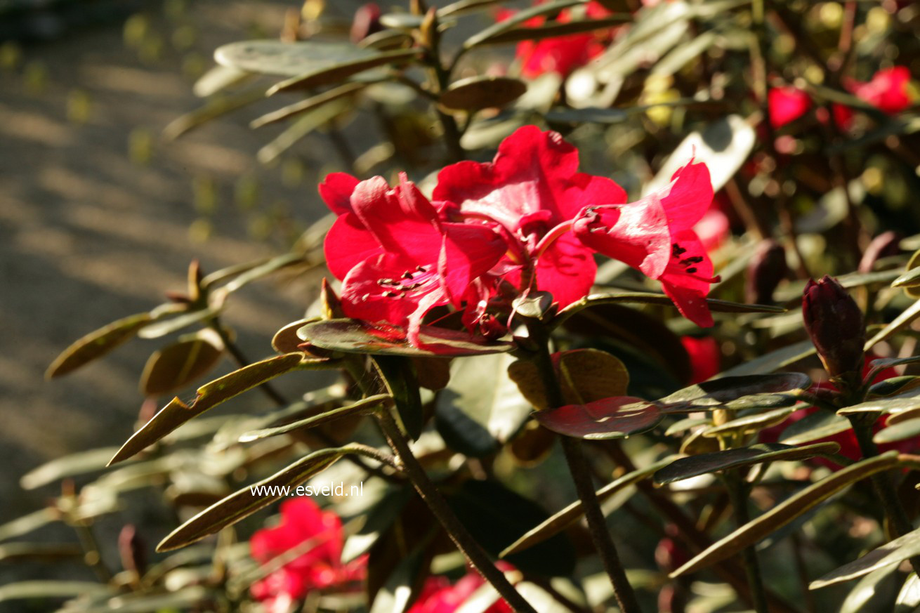 Rhododendron sherriffii