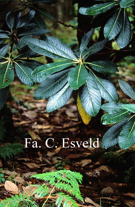 Rhododendron sinogrande