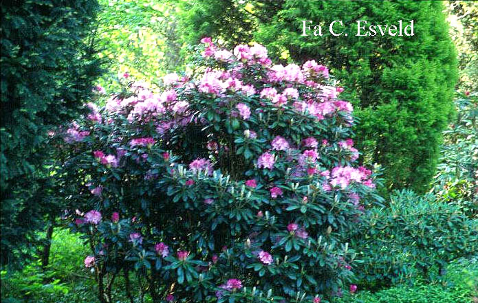 Rhododendron smirnowii