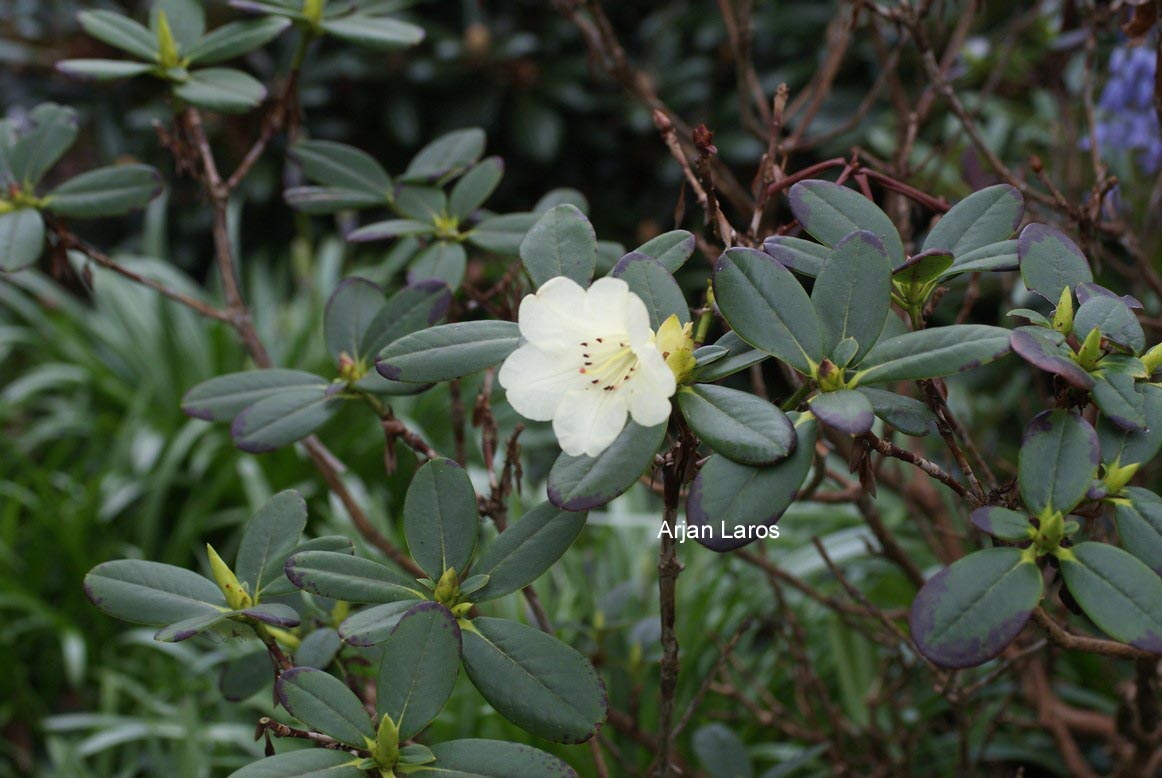 Rhododendron temenium var. dealbatum