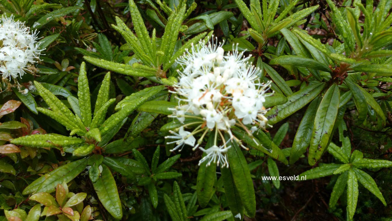 Rhododendron tolmachevii