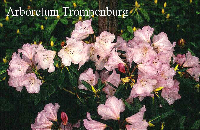 Rhododendron vernicosum