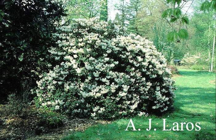 Rhododendron williamsianum