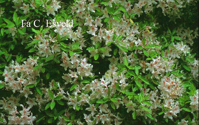 Rhododendron yunnanense