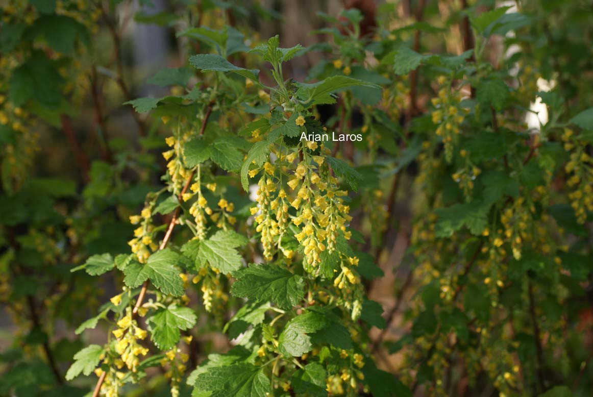 Ribes magellanicum