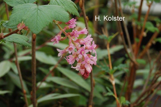 Ribes malvaceum