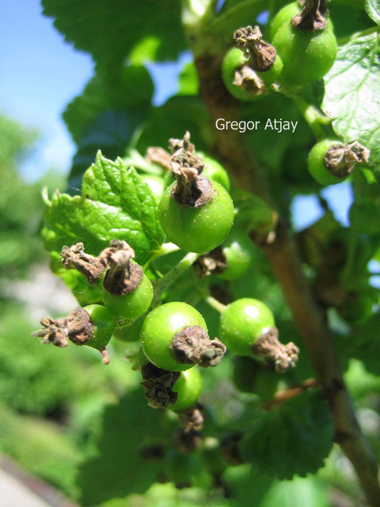 Ribes nigrum