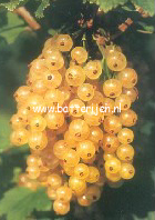 Ribes rubrum 'Primus'