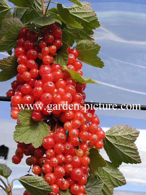 Ribes rubrum 'Rovada'