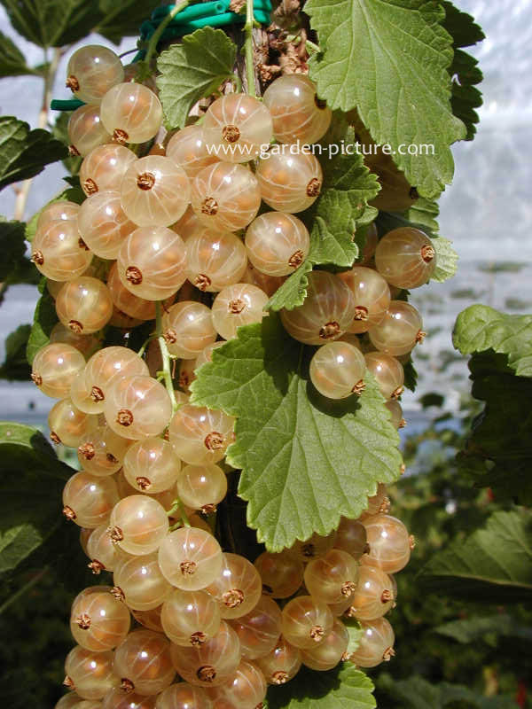 Ribes rubrum 'Versailles blanc' (WEISSE VERSAILLER)