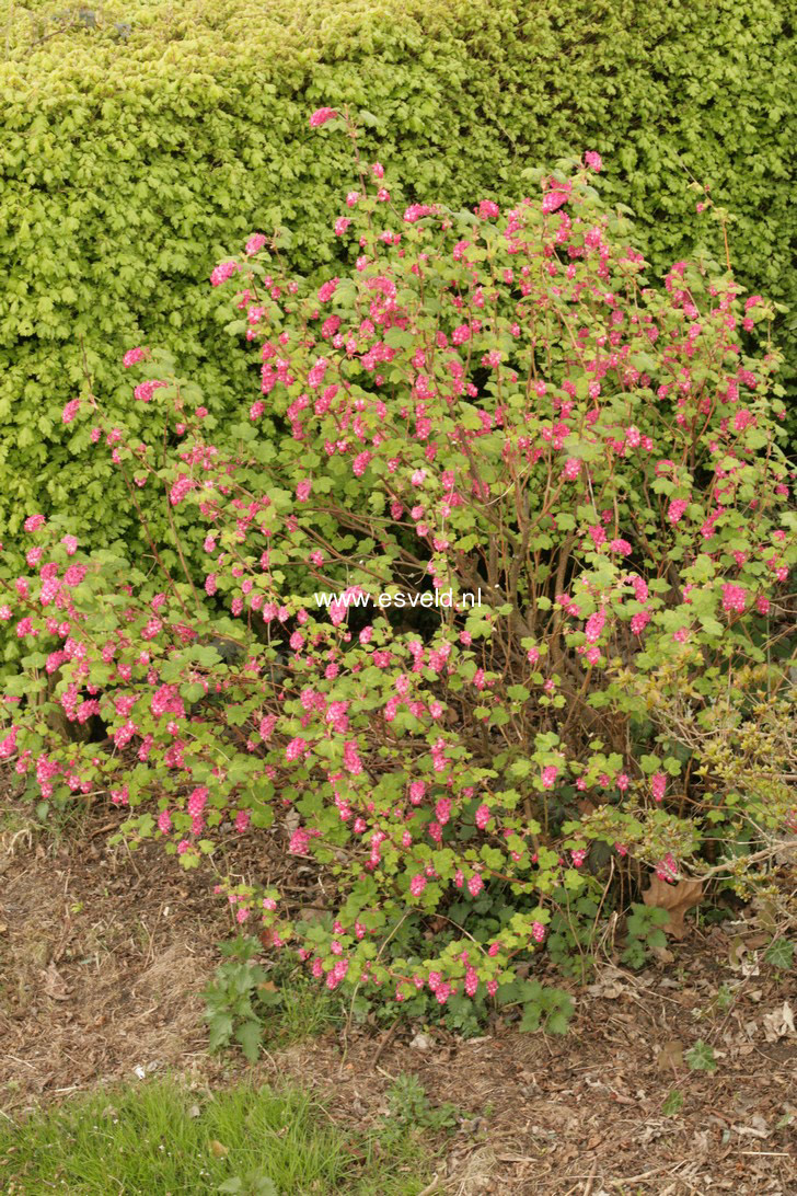 Ribes sanguineum 'Pulborough Scarlet Variegata'