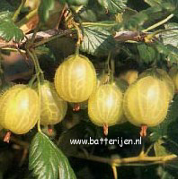 Ribes uva-crispa 'Hinnonmaen Keltainen' (HINNONMAEKI GUL)