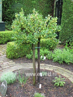 Ribes uva-crispa 'Invicta'