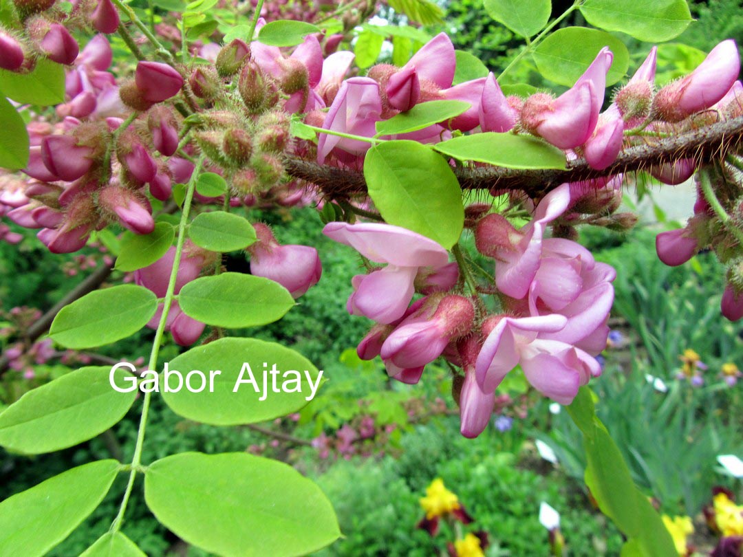 Robinia hispida 'Macrophylla'