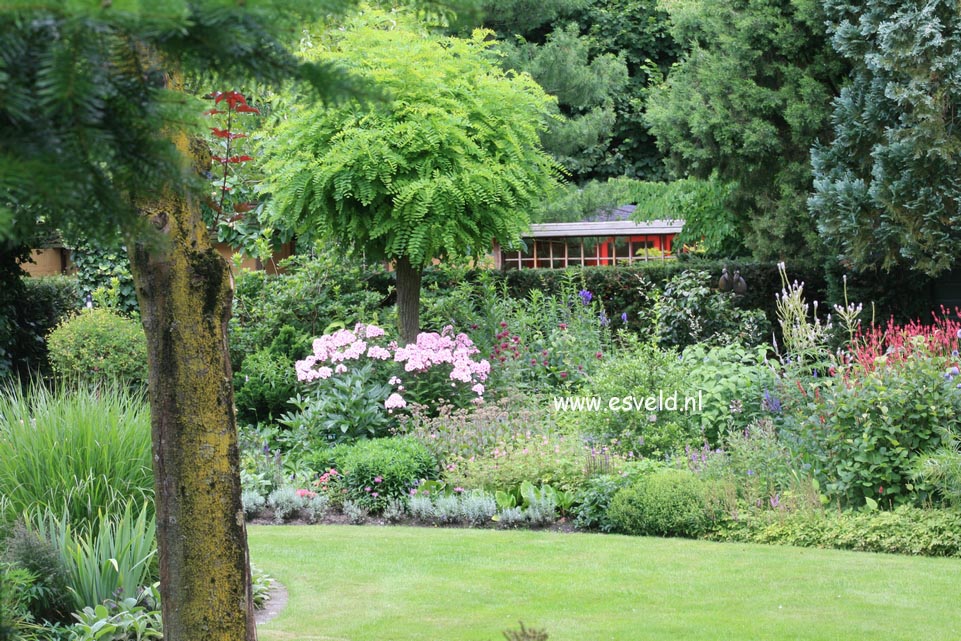 Robinia pseudoacacia 'Umbraculifera'