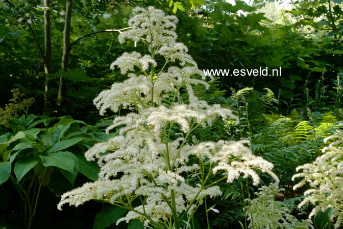 Rodgersia 'Irish Bronze'