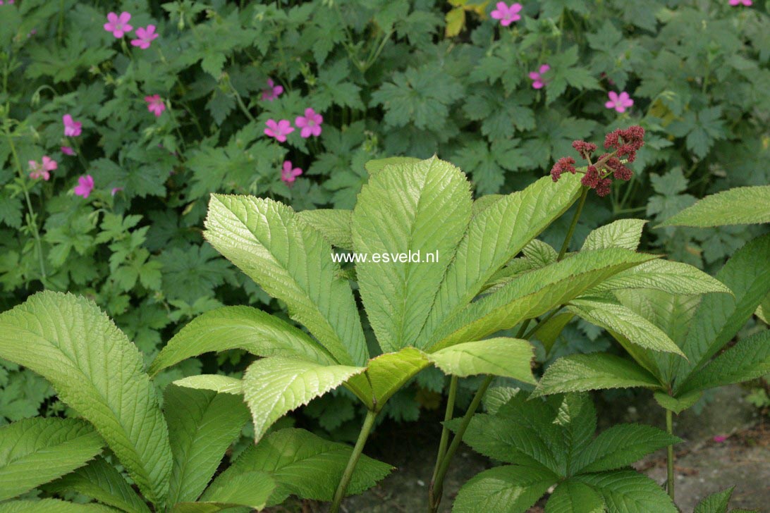 Rodgersia pinnata 'Buckland Beauty'