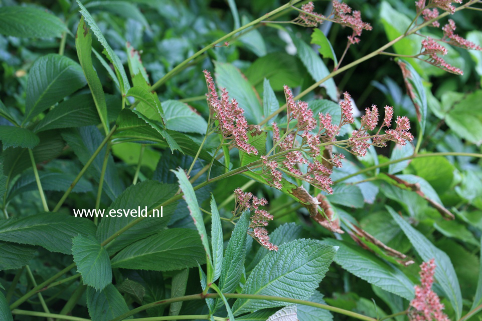 Rodgersia pinnata 'Die Stolze'