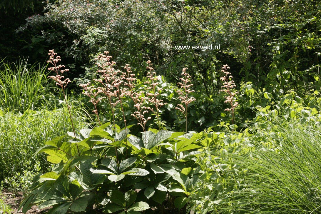 Rodgersia pinnata 'Hercules'