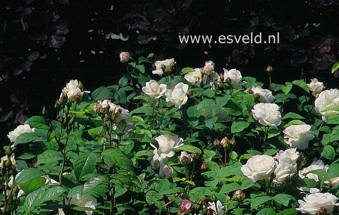 Rosa 'Aiscat' (WINCHESTER CATHEDRAL)